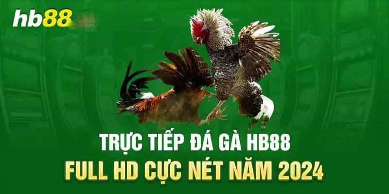 Giới thiệu đôi nét về trường đấu gà tại hb88