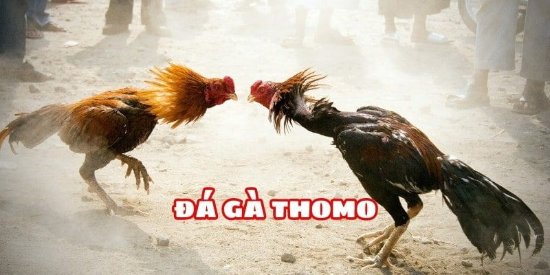 Trải nghiệm các trận đá kịch tính từ chủng gà Thomo